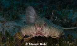 Batfish swimming away by Eduardo Nadal 